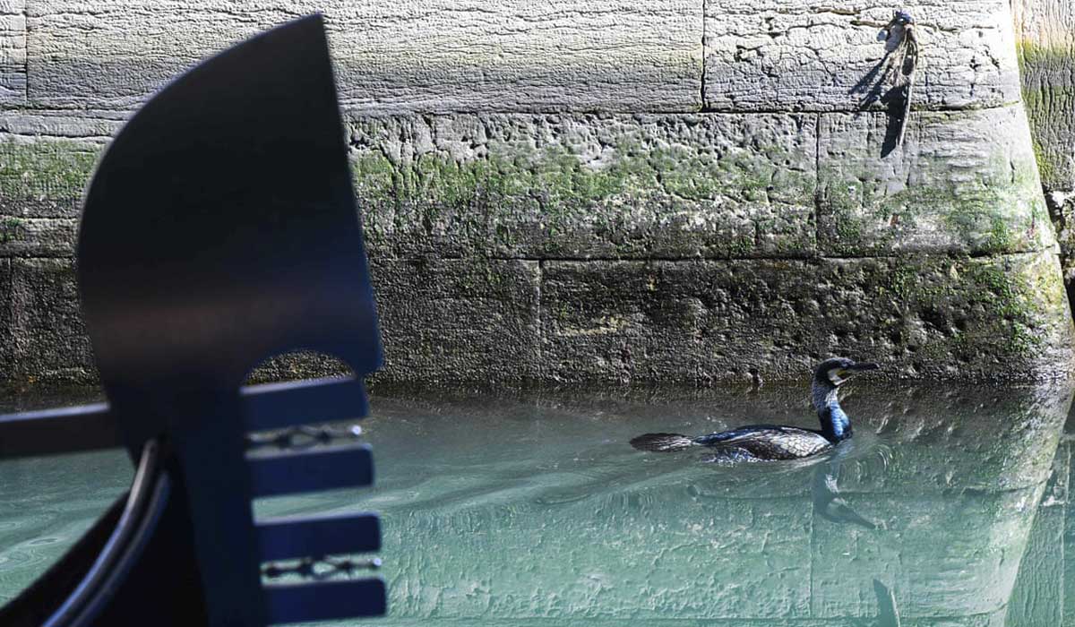 Tras el descenso de la contaminación, los patos vuelven a los canales de Venecia.